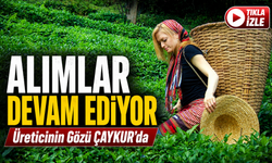 ÇAYKUR İkinci Sürgün Yaş Çay Alımında Kritik Seviyeye Ulaştı