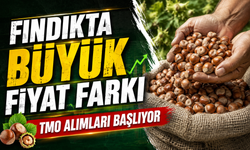 Fındık fiyatlarında yeni tablo: TMO ile piyasa farkı büyüdü