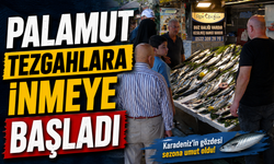 Balıkçılardan palamut için umutlandıran sözler: “O sene bu sene olacak”