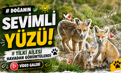 Bölgemizde Tilki Ailesi Kameraya Yakalandı: O Anlar Dikkat Çekti