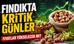 Trabzon fındık fiyatı ne kadar? TMO ile fark dikkat çekiyor