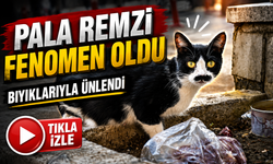 Samsun’un Bıyıklı Kedisi Fenomen Oldu: Adı “Pala Remzi”