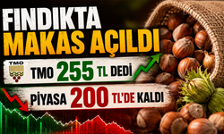 Fındık fiyatlarında makas açıldı: Üreticinin gözü TMO’da