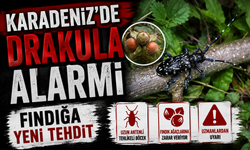 Karadeniz’de “Drakula” Alarmı: Fındık Bahçelerini Tehdit Ediyor