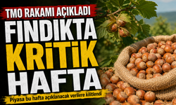 Fındıkta Beklenen Haber Geldi: TMO Fiyatı Sonrası Gözler Piyasada