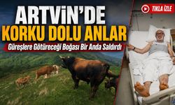 Boğa Güreşlerine Hazırlanıyordu: Artvin’de Yıllardır Beslediği 700 Kiloluk Boğa Bir Anda Saldırdı
