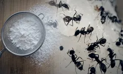 Karıncalardan Kurtulmak İçin İki Malzeme Yetiyor: Evde Kolayca Hazırlanıyor