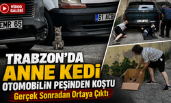 Trabzon’da Anne Kedi Otomobilin Peşinden Koştu: Gerçek Sonradan Ortaya Çıktı