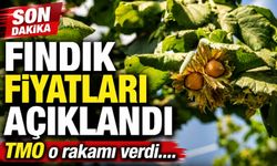 2026 Fındık Alım Fiyatları Açıklandı: TMO Rakamları Duyurdu