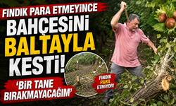 Fındık Para Etmeyince Bahçesini Baltayla Kesti: ‘Bir Tane Bırakmayacağım’