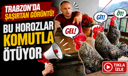 Trabzon’da şaşırtan görüntü: Bu horozlar komutla ötüyor