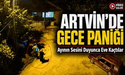 Artvin’de Gece Paniği: Ayının Sesini Duyunca Eve Kaçtılar