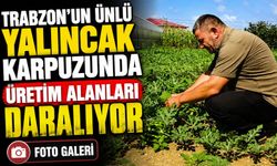 Trabzon’un Ünlü Yalıncak Karpuzunda Üretim Alanları Daralıyor