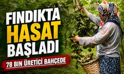 Giresun’da Fındık Hasadı Başladı: 78 Bin Üreticiyi Bekleyen Büyük Tehdit