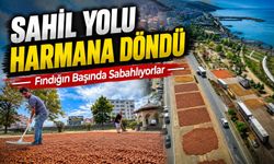 Arsin’de Sahil Yolu Fındık Harmanına Döndü: Üretici Gece Nöbet Tutuyor