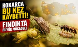 Fındıkta Kahverengi Kokarca Bu Yıl Etkisini Kaybetti: Mücadelenin Sırrı Ortaya Çıktı