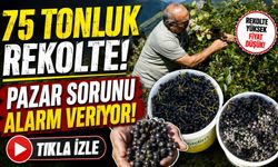 Gümüşhane’de aronya üretimi hızla büyüyor: 40 üretici sahada
