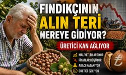 Fındıkta 85 TL’lik fark tartışması: Bu para kimin cebine gidiyor