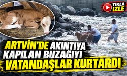 Artvin’de akıntıya kapılan buzağıyı vatandaşlar kurtardı