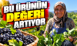 Siirt’te tayfi üzümü hasadı başladı: Değeri her geçen gün artıyor