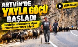 Artvin’de Yayla Göçü Başladı; Besiciler sürüleriyle alçak rakımlı meralara iniyor
