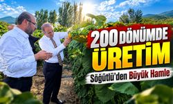 Söğütlü Belediyesi 200 Dönümlük Arazide Ayçiçeği Üretimine Başladı