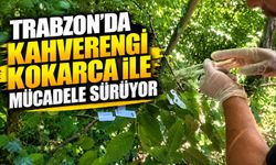 Trabzon’da Kahverengi Kokarcaya Büyük Mücadele: 112 Bin Parazitoit Salındı