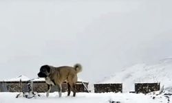 Rize’de Eylül Sürprizi: Tahpur Yaylası Beyaza Büründü