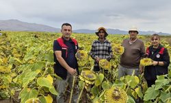Bayburt’ta ayçiçeği hasadı başladı: Üreticilere kritik uyarılar