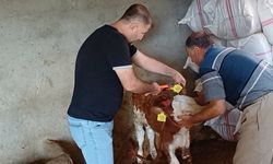 Hayvanlara yönelik aşılama ve küpeleme çalışması
