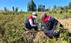 Patates tarlalarında pestisit denetimi yapıldı