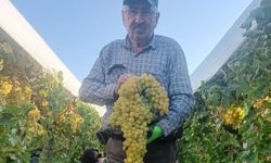 Sarıgöl'de 5,5 kiloluk dev üzüm salkımı