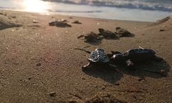 Sürpriz yuvadan 67 caretta caretta yavrusu çıktı