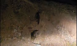 Tunceli'de anne ayı ve 3 yavru görüntülendi