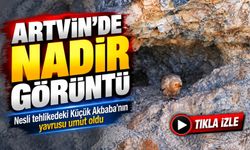 Artvin’de Umutlandıran Görüntü: Nesli Tehlikedeki Küçük Akbaba Yavrusuyla Ortaya Çıktı