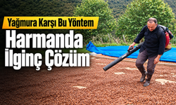 Yağmur Fındığı Vurdu: Giresunlu Üreticiden İlginç Çözüm