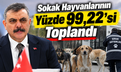 Bakan Çiftçi: Sokak hayvanlarının yüzde 99,22’si toplandı