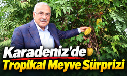 Karadeniz’de tropikal meyve dönemi: Ordu’da 20 çeşit yetiştiriliyor
