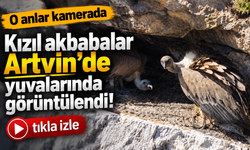 Artvin’de kızıl akbabaların yuvasında dikkat çeken görüntüler