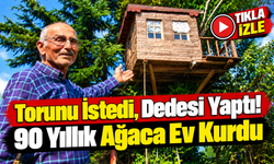 Torunu İstedi, Dedesi Yaptı: 90 Yıllık Meşeye Ev Kurdu