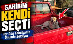 Artvin’de Sahibini Kendi Seçti: Her Gün Fabrikanın Önünde Bekliyor