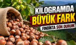 Üretici satmadan önce baksın: Güncel fındık fiyatları