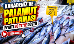 Karadeniz’de Palamut Patlaması: Fiyatı 80 Tl’ye Düştü