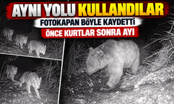 Bayburt’ta Fotokapan Sürprizi: Aynı Güzergahı Kullandılar