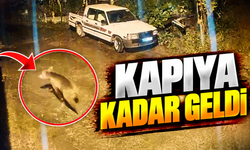 Arhavi’de Gece Yarısı Ayı Paniği: Evin Kapısına Kadar Geldi