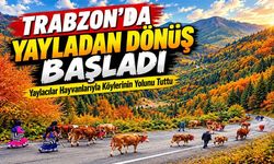 Trabzon’da Yayladan Dönüş Başladı: Yaylacılar Hayvanlarıyla Köylerinin Yolunu Tuttu