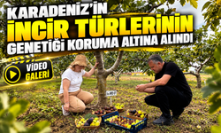 Karadeniz’in incir türlerinin genetiği koruma altına alındı