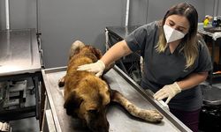 Ordu’da çenesine demir parçası batan sahipsiz köpek tedavi altına alındı