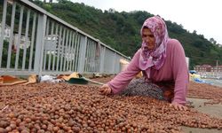 Giresun’da üretici TMO’ya yöneldi: Fındıkta fiyat farkı etkili oldu