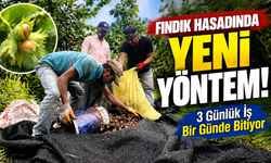 Fındık Hasadında Yeni Yöntem: 3 Günlük İş Bir Günde Bitiyor